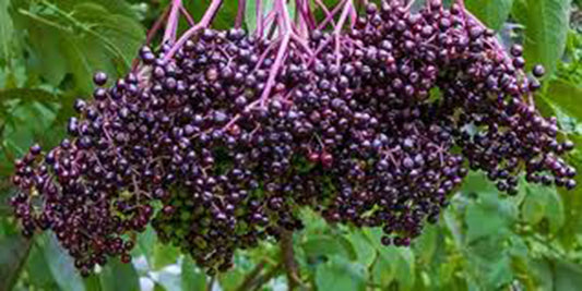 Elderberry, Sambuscus Nigra, Herbal Tincture