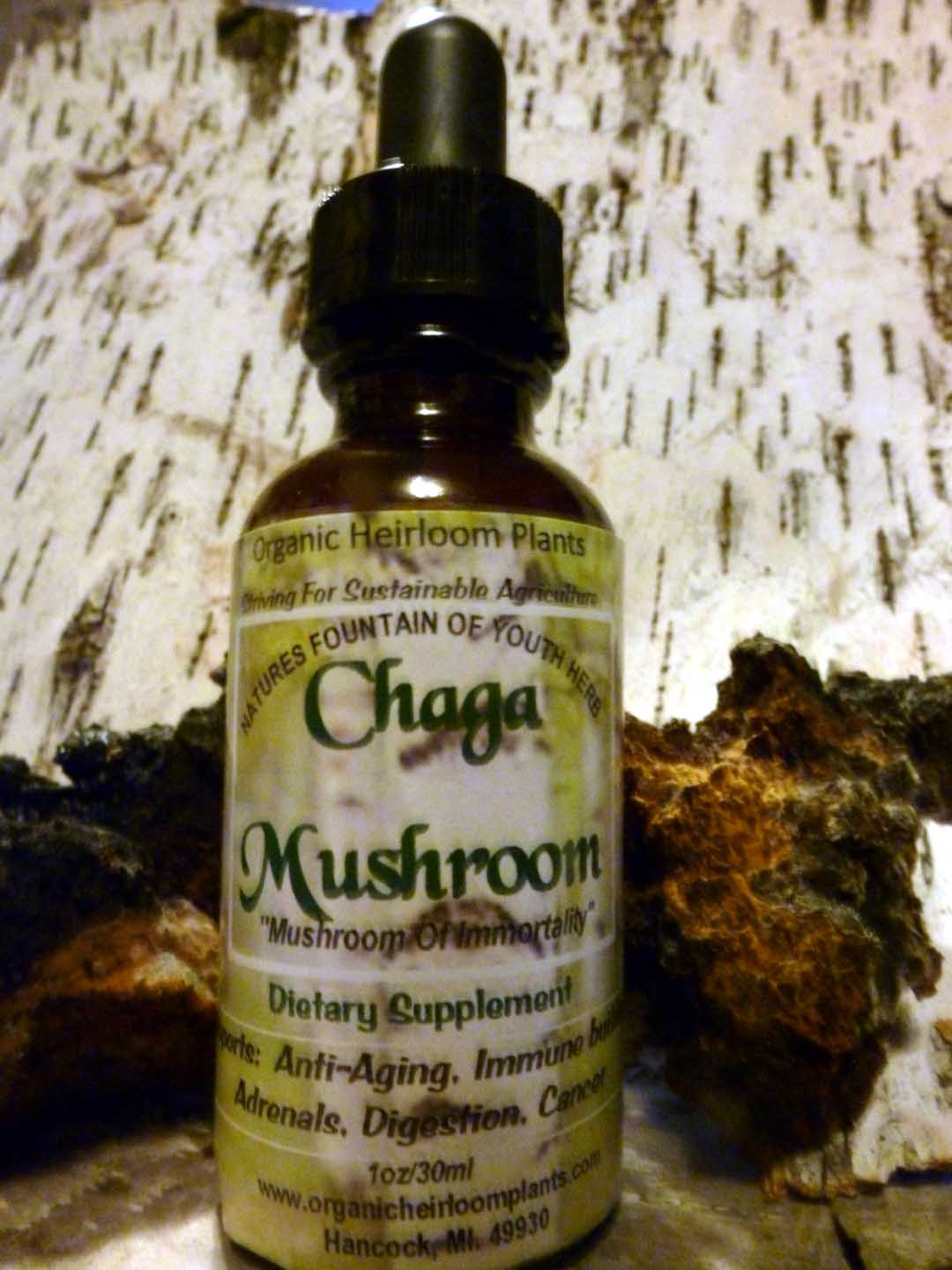 CHAGA MUSHROOM, Herbal Tincture, Immune System Building, Fights Inflammation